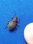 Image of lovage weevil