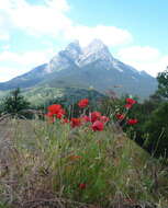 Image of corn poppy