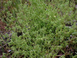 Nemophila breviflora A. Gray resmi