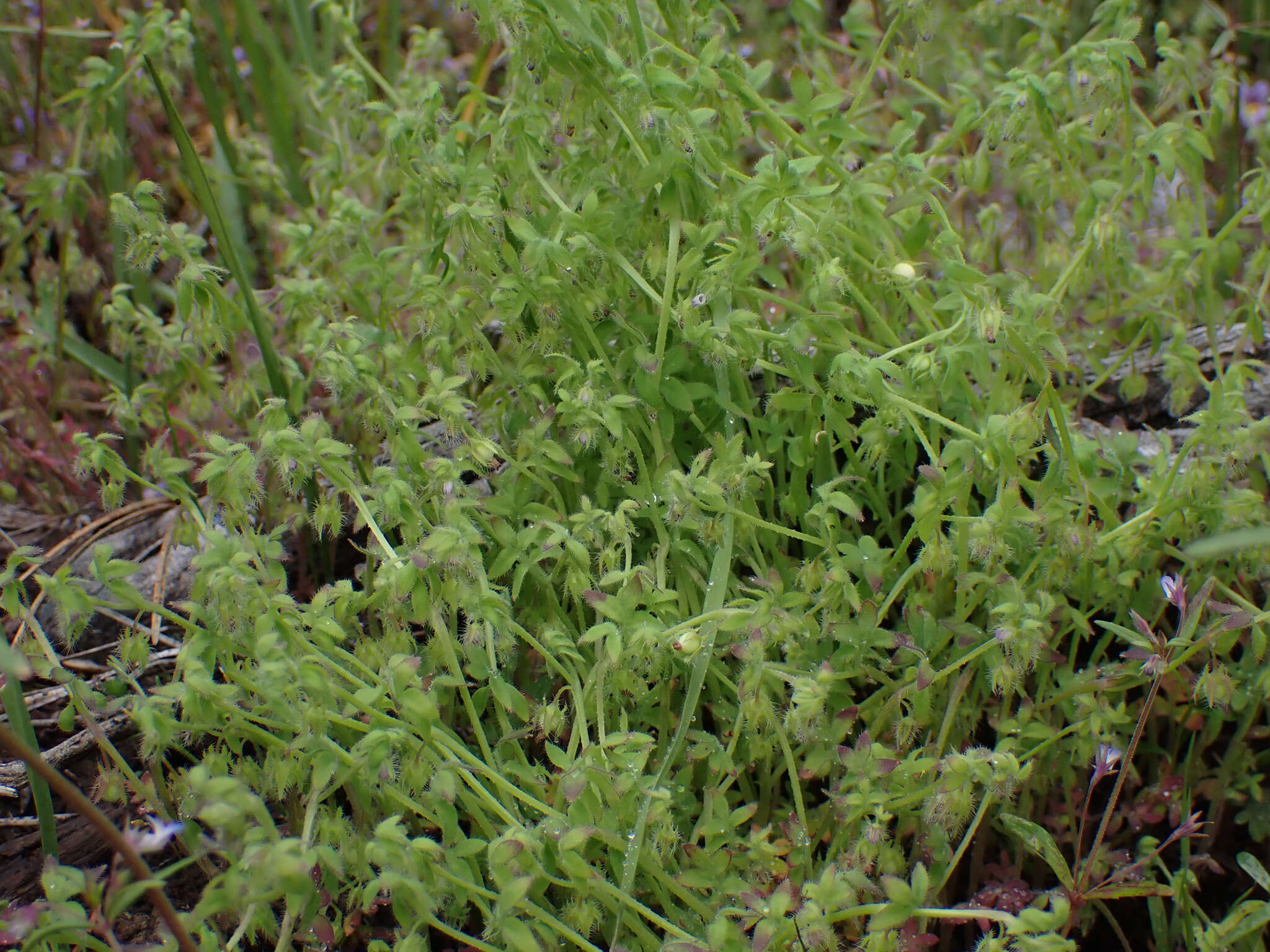 Nemophila breviflora A. Gray resmi