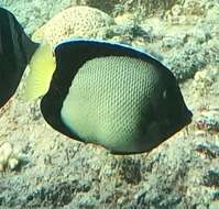 Image of Red Sea Angelfish