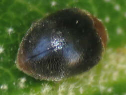 Image of Scymnus (Pullus) cervicalis Mulsant 1850