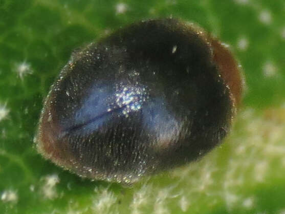 Image of Scymnus (Pullus) cervicalis Mulsant 1850