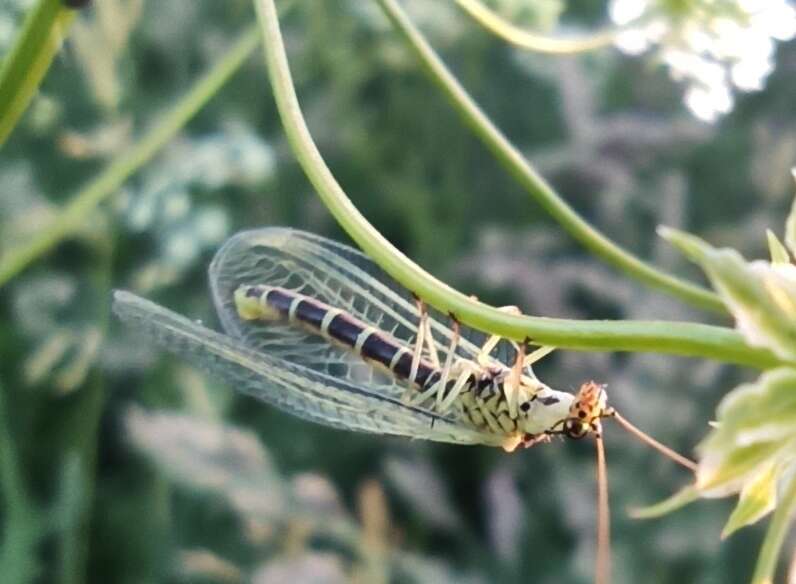 Image of Green lacewing