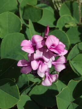 Plancia ëd Indigofera discolor Rydb.