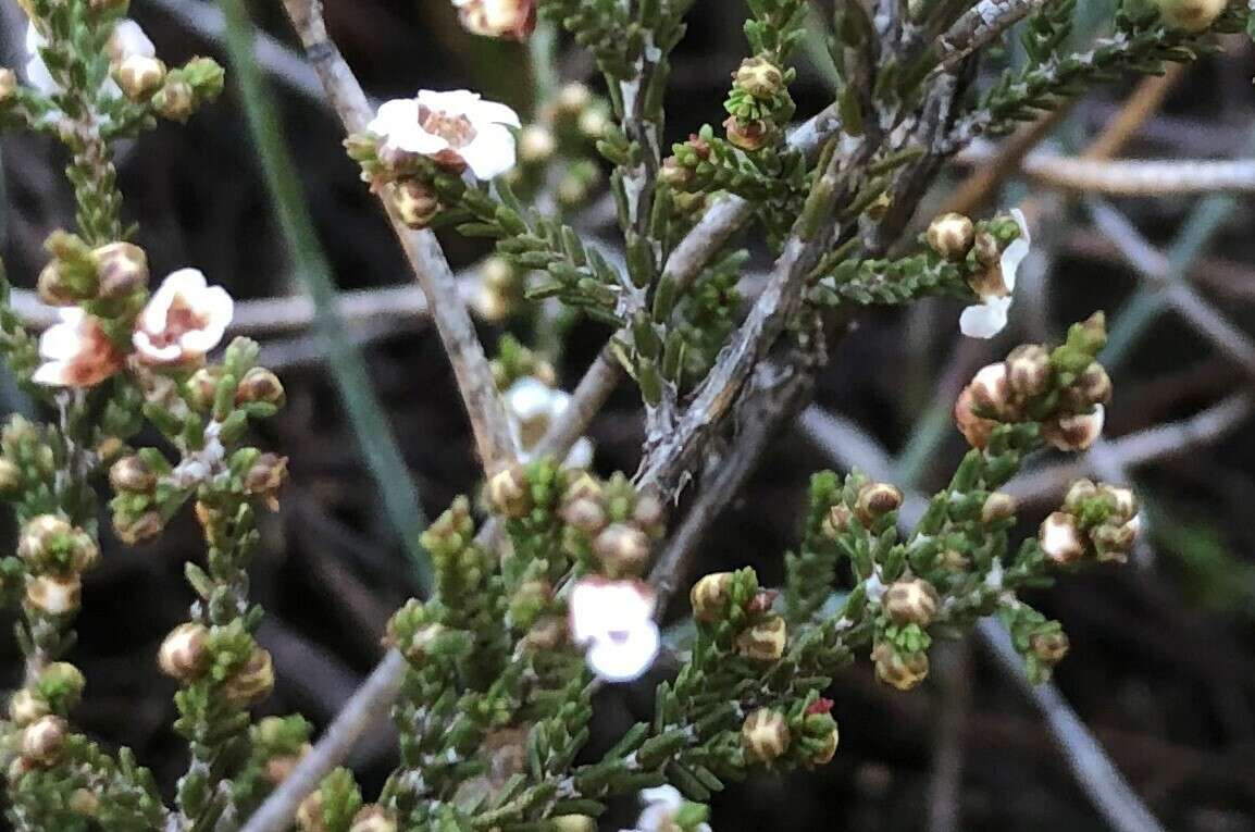 Image of Rinzia ericaea (F. Muell. ex Benth.) Rye