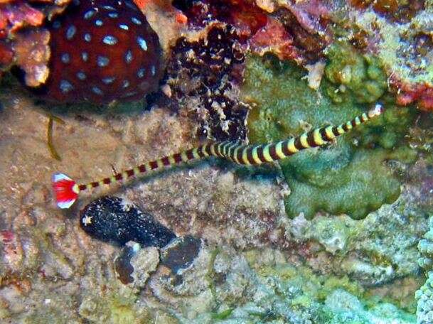 Image of banded pipefish