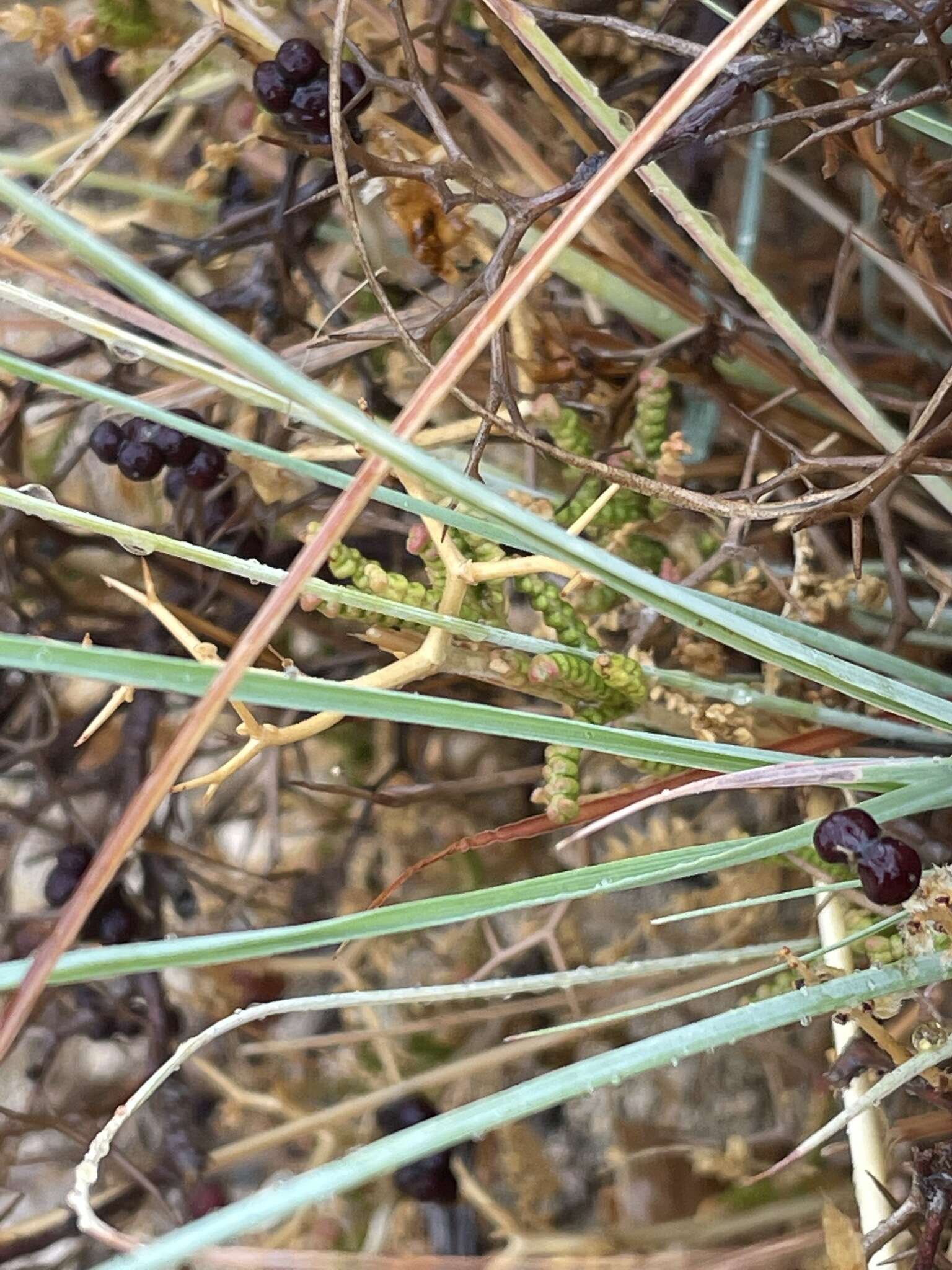 Image of Allium archeotrichon Brullo, Pavone & Salmeri