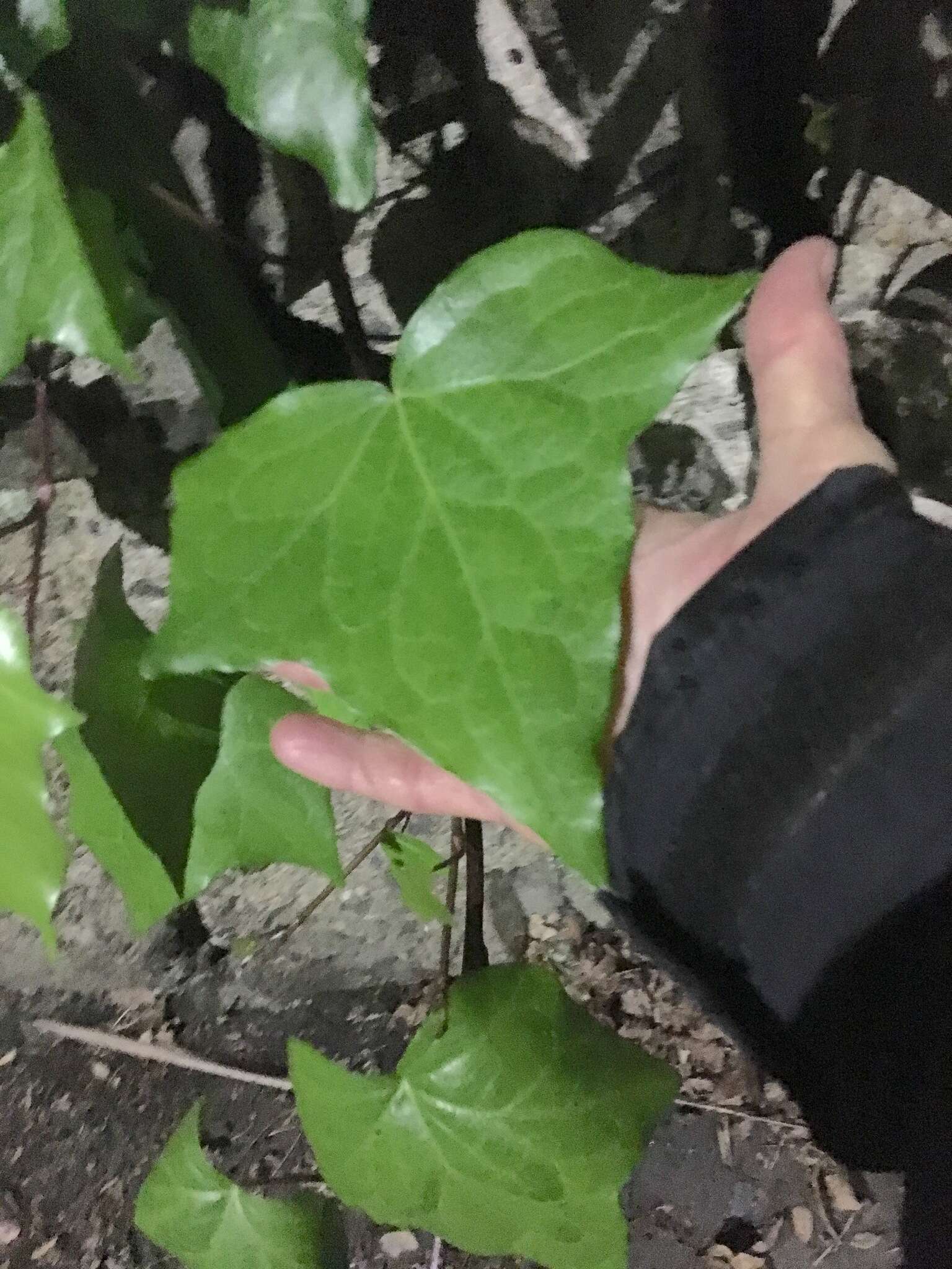 Image of Algerian ivy