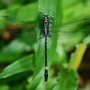 صورة Merogomphus tamaracherriensis Fraser 1931