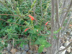 Salvia tubiflora Sm. resmi