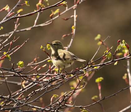 Plancia ëd Phylloscopus magnirostris Blyth 1843