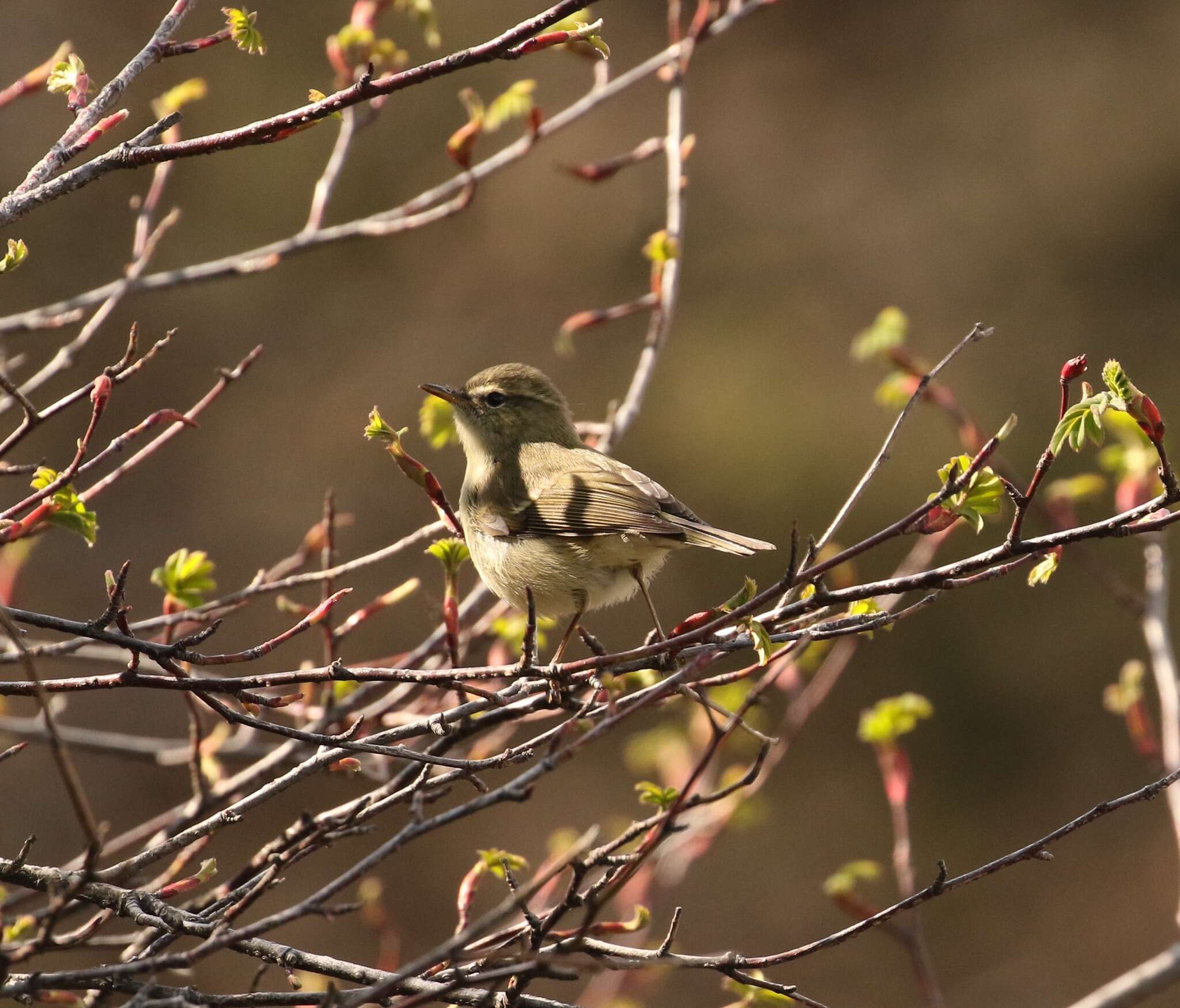 Image of Large-billed Leaf Warbler