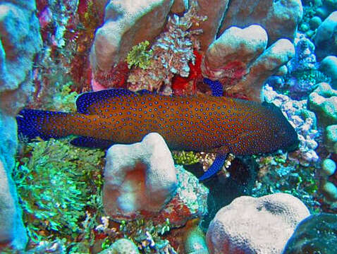 Image of Argus Grouper