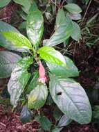 Image of Ruellia angustiflora (Nees) Lindau