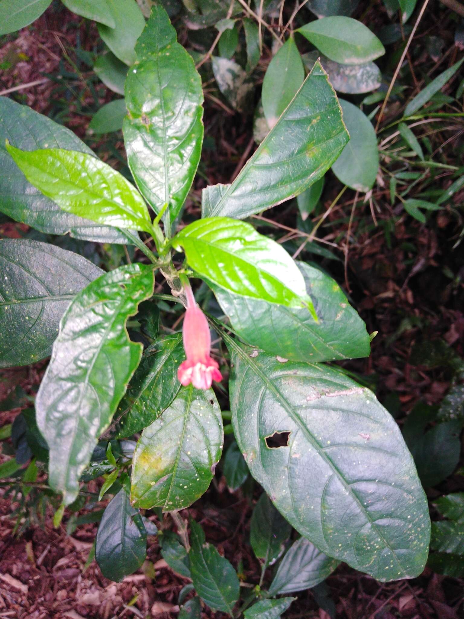 Image of Ruellia angustiflora (Nees) Lindau