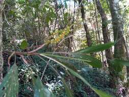 Image of Dypsis catatiana (Baill.) Beentje & J. Dransf.