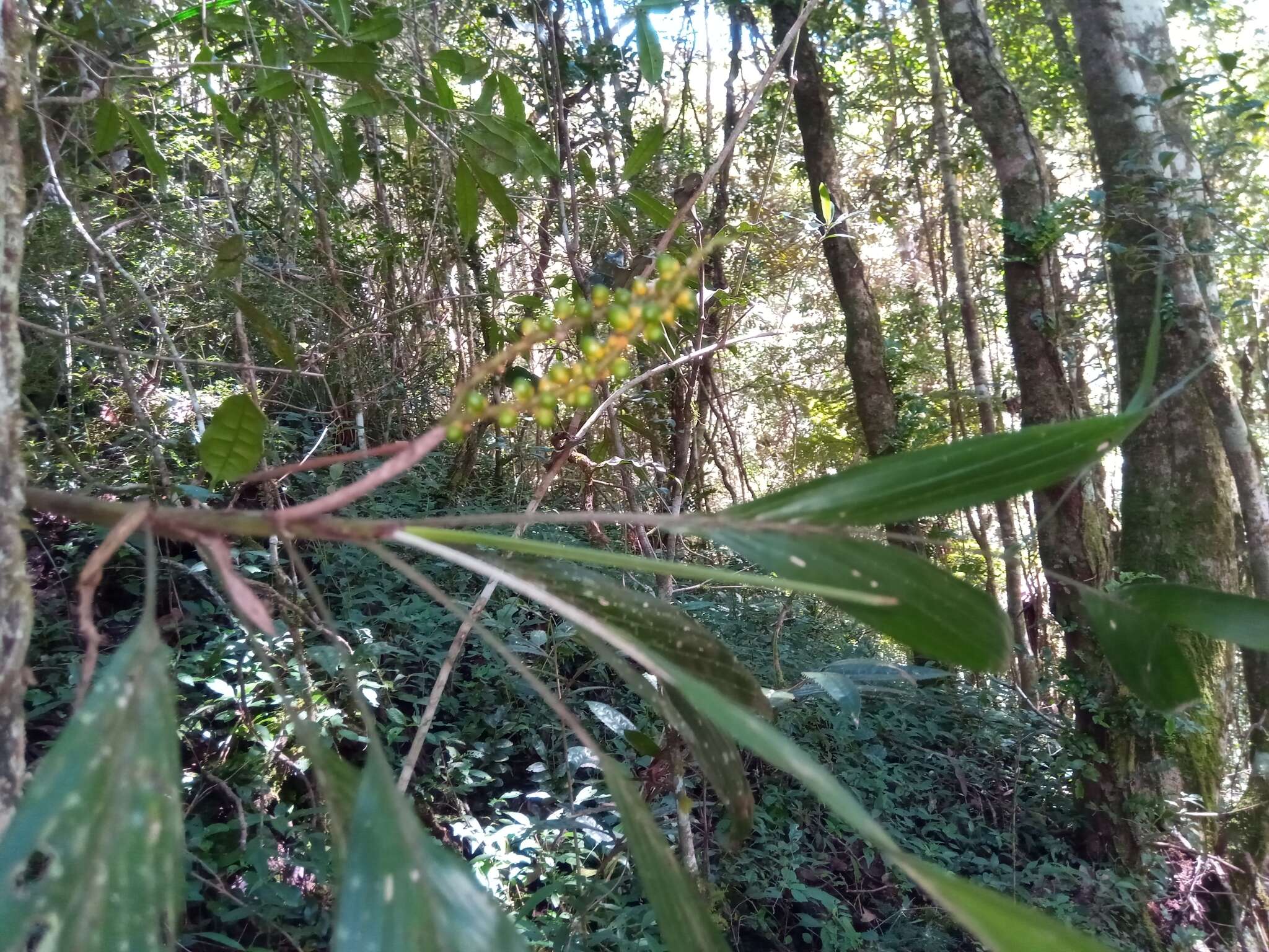 Image of Dypsis catatiana (Baill.) Beentje & J. Dransf.