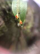 Image of rock babyboot orchid