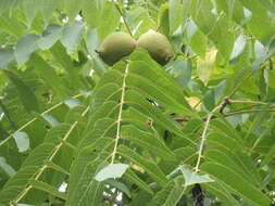 Image of black walnut