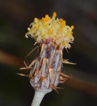 Image of Syncarpha gnaphaloides (L.) DC.