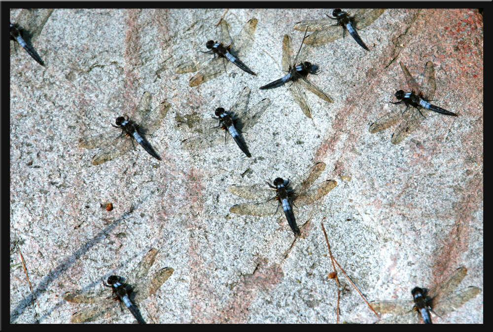 Image of Chalk-fronted Corporal