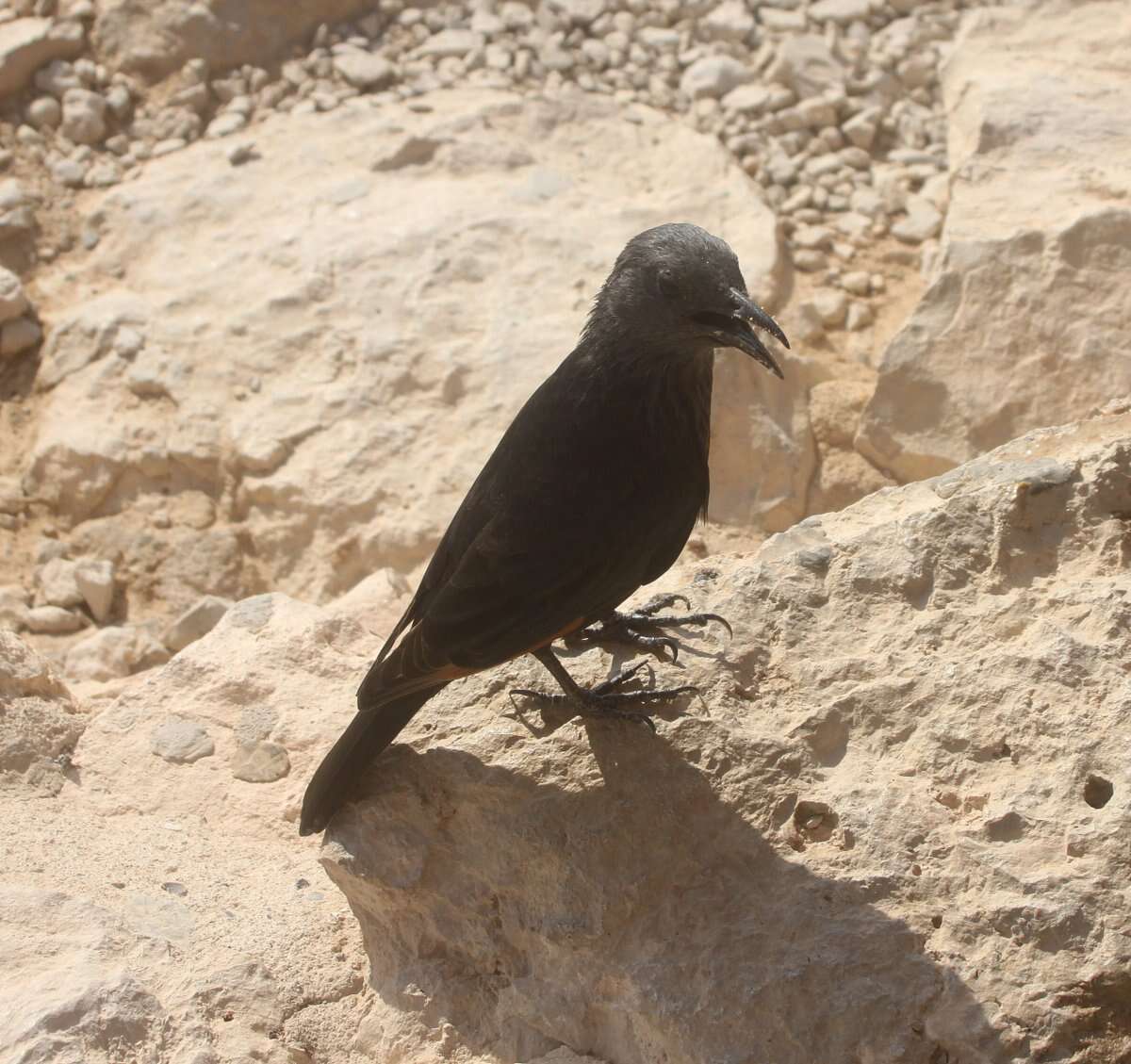 Image of Arabian Chestnut-winged Starling