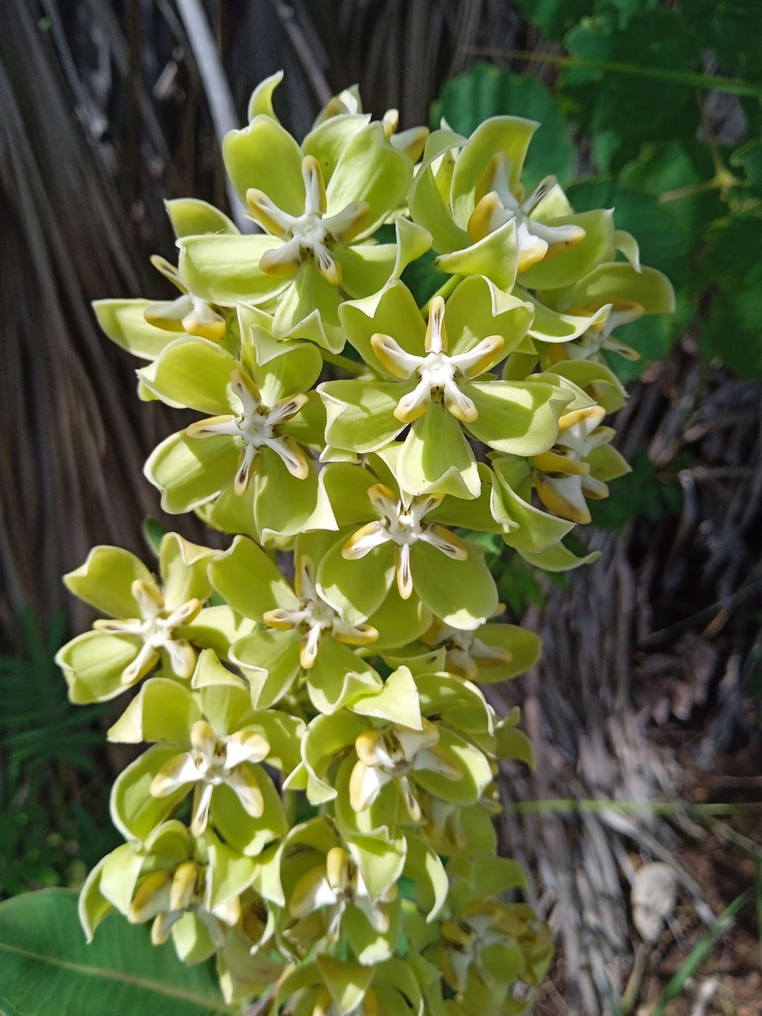 Image of Asclepias lynchiana M. Fishbein