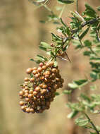 Image of Common Spike Thorn