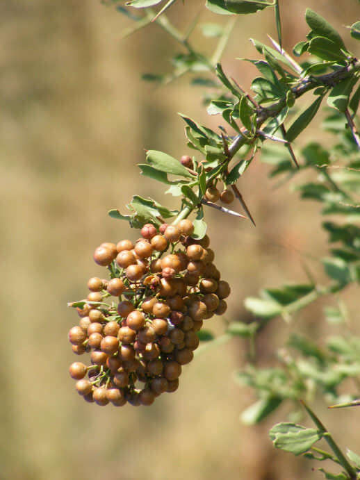 Image of Common Spike Thorn