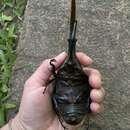 Image of Hercules Beetle