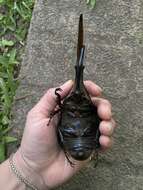 Image of Hercules Beetle