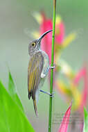 Image of Pale Spiderhunter