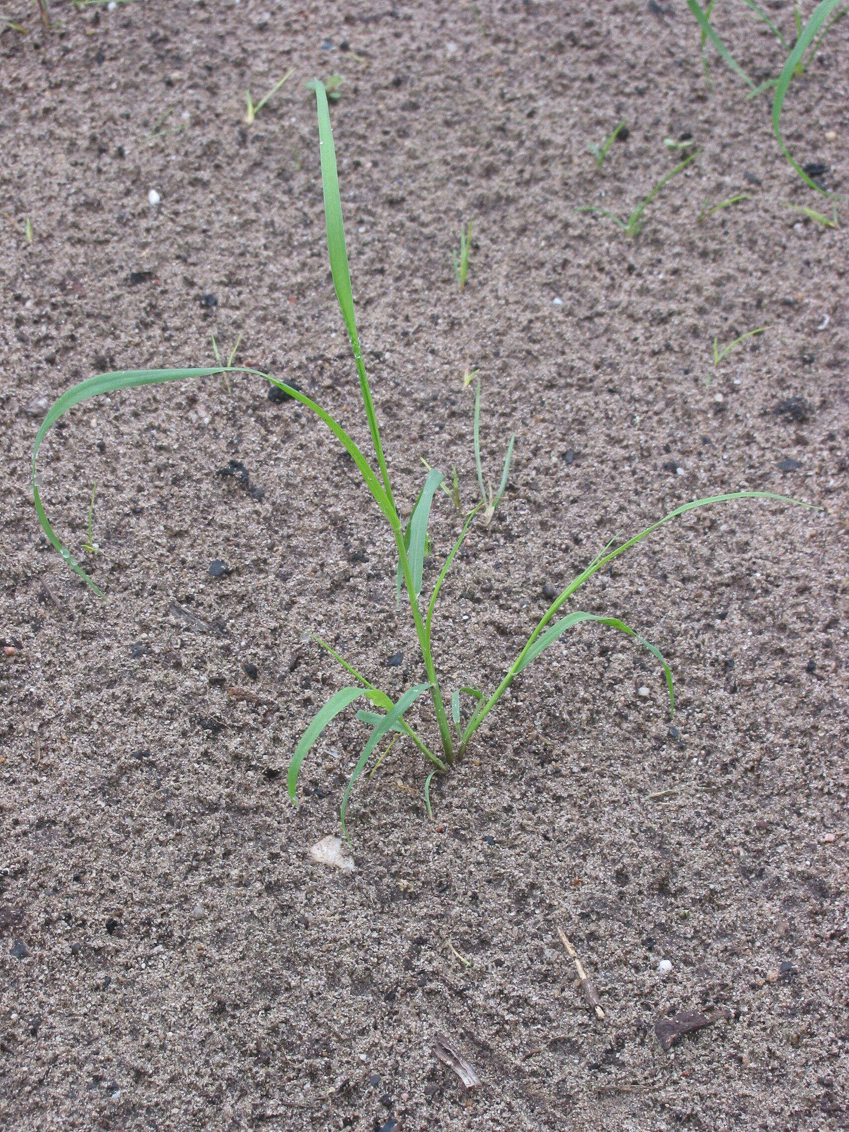 Imagem de Eragrostis tef (Zuccagni) Trotter