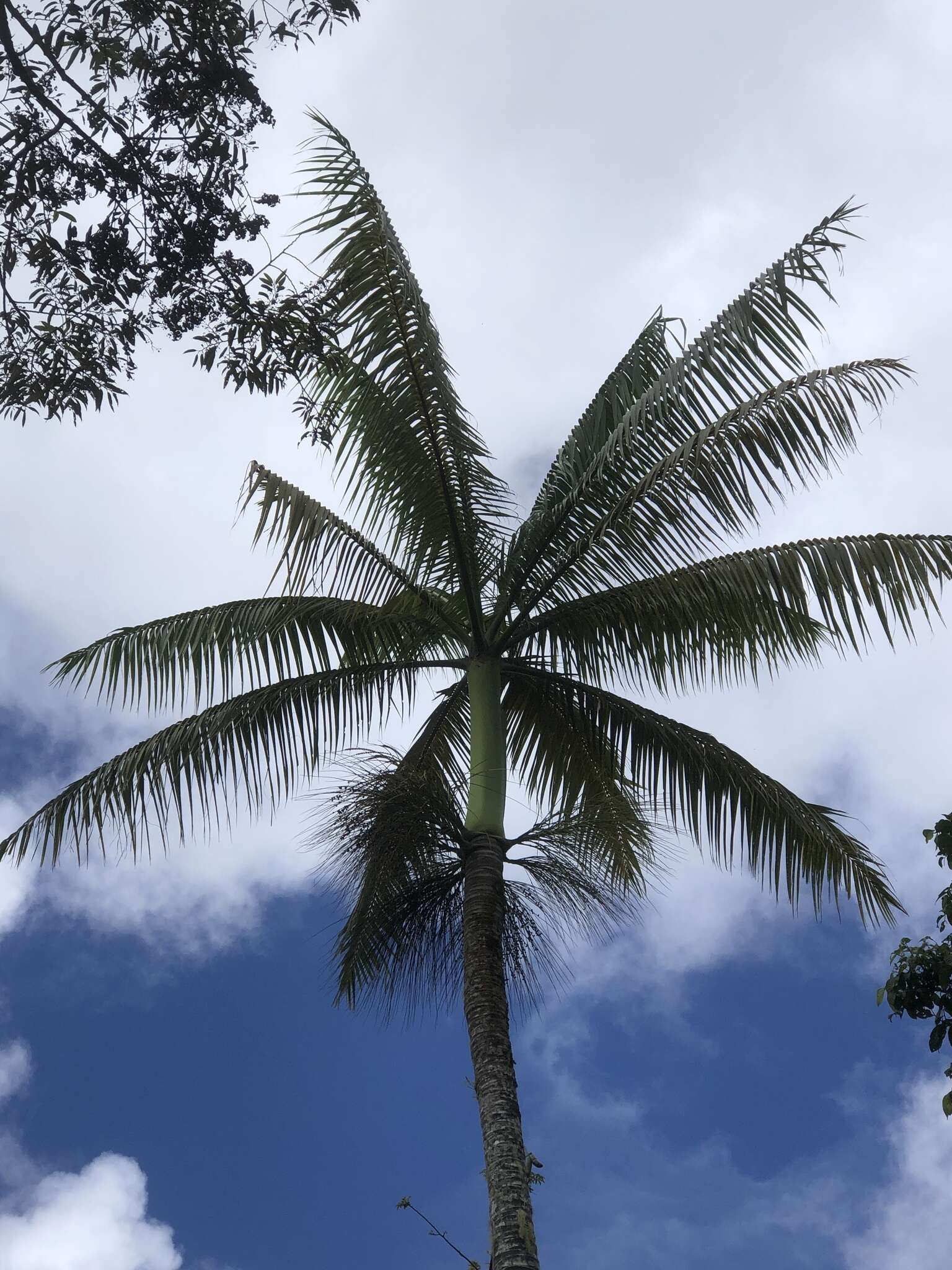 Image of Samoan palm