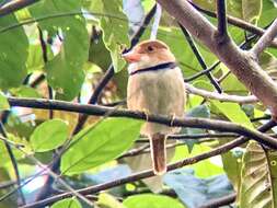 Image of Collared Puffbird