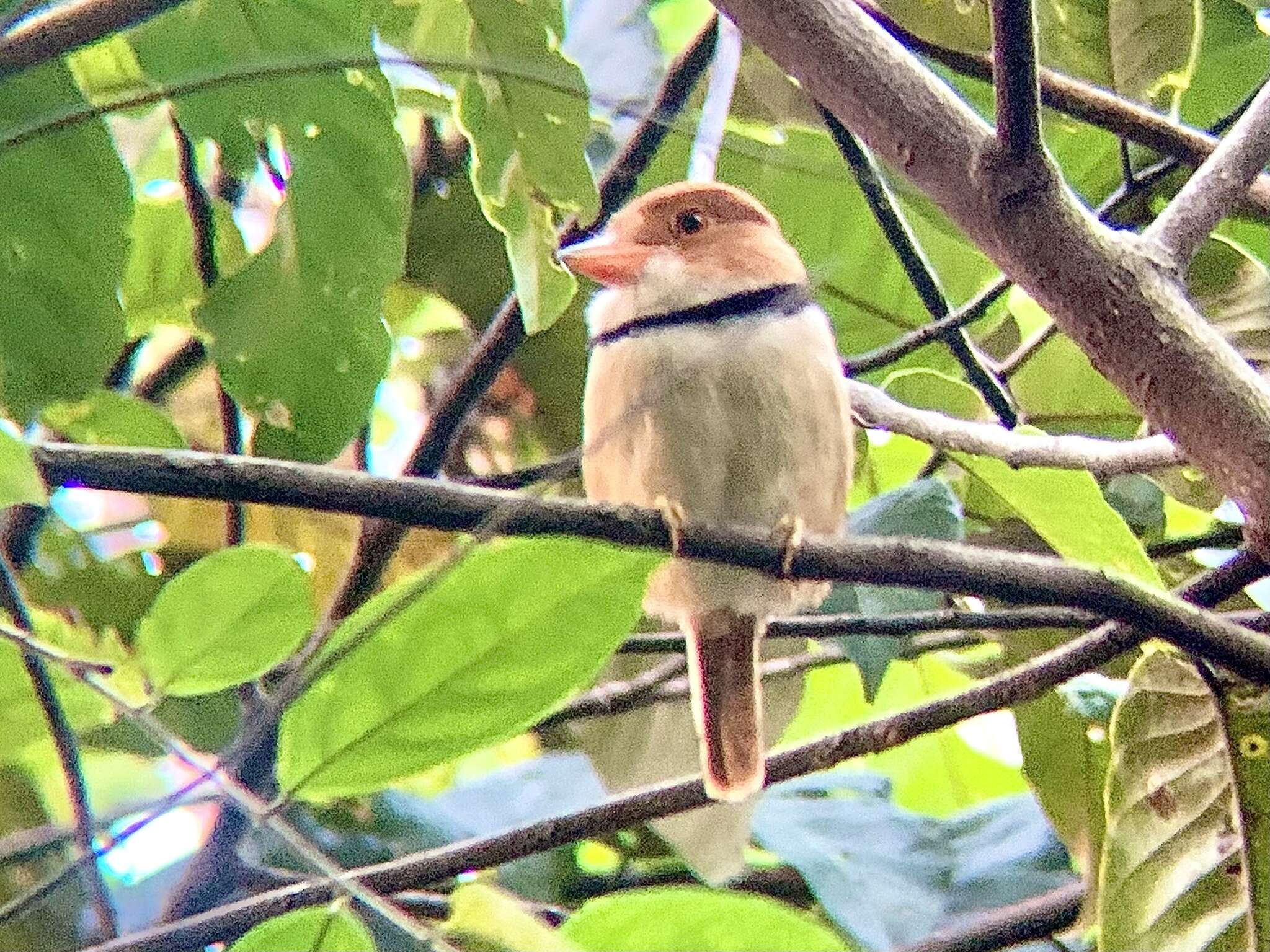 Image of Collared Puffbird