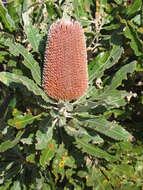 Image of Firewood Banksia