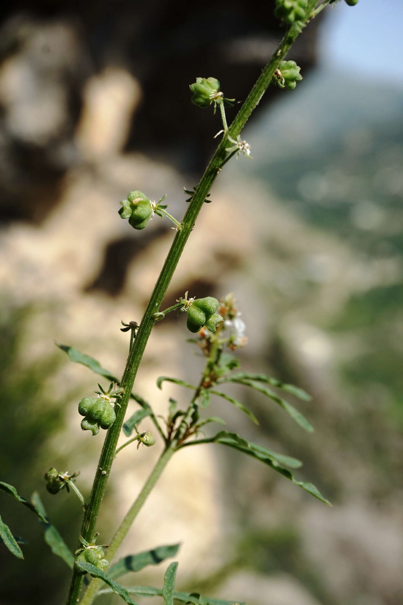 Image of Reseda globulosa Fisch. & C. A. Mey.