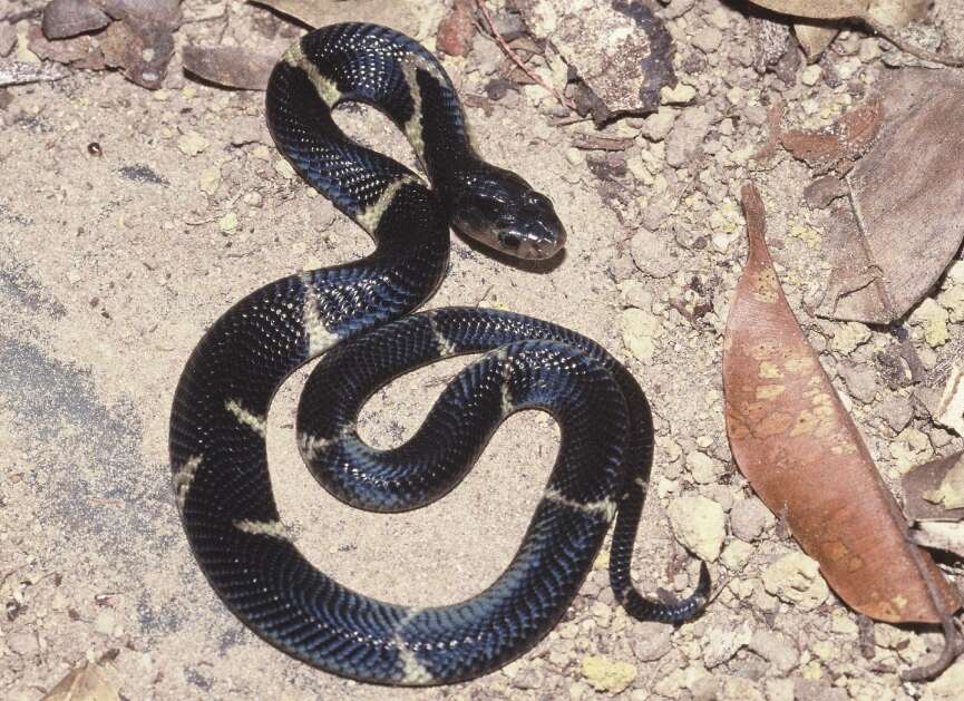 Image of Golden Spitting Cobra