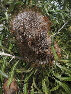 Image of Banksia prionotes Lindl.