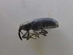 Image of Yellow toadflax stem weevil