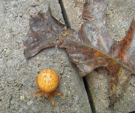 Image of Angulate & Roundshouldered Orbweaver