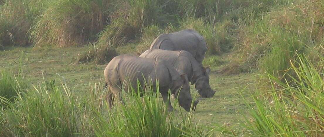 Image of Indian Rhinoceros