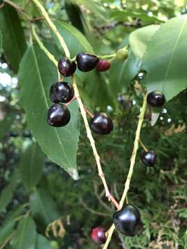 Imagem de Prunus lusitanica L.