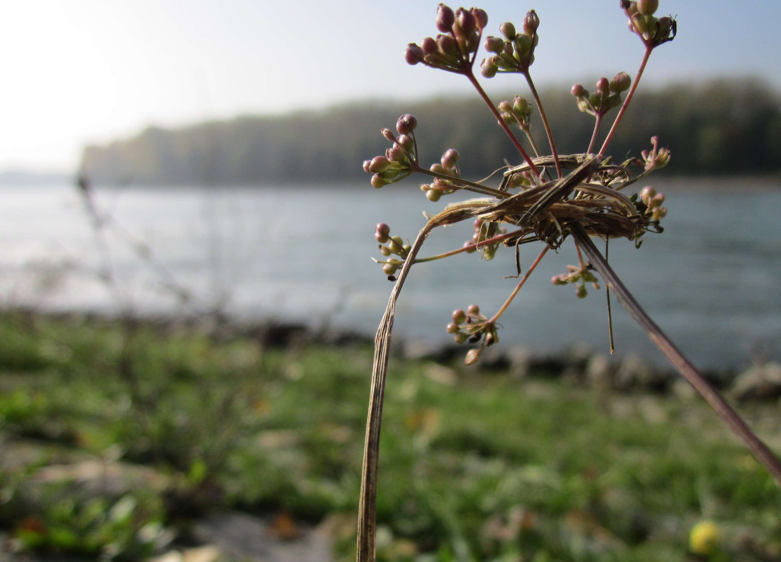 Image of burnet saxifrage