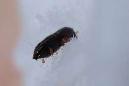 Image of Ambrosia beetle