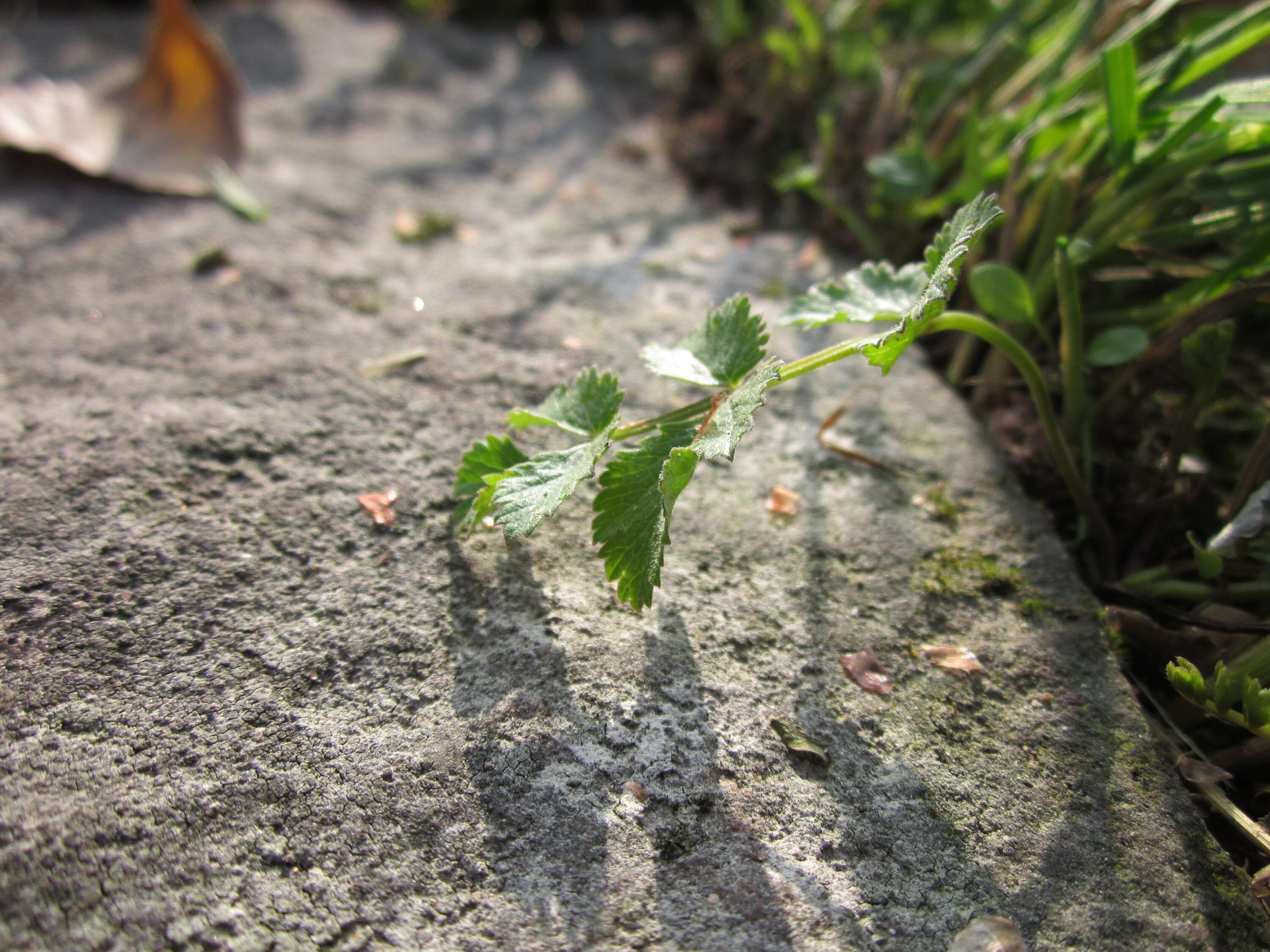 Image of burnet saxifrage