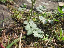 Imagem de Pimpinella saxifraga L.