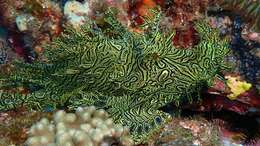 Image of Lacy scorpionfish